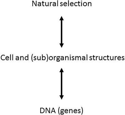 A Darwinian and Physical Look at Stem Cell Biology Helps Understanding the Role of Stochasticity in Development